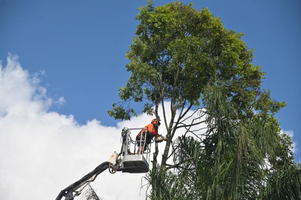 Best Grass Overseeding  in Baldwin, PA